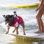Собачий серфинг на Noosa Festival